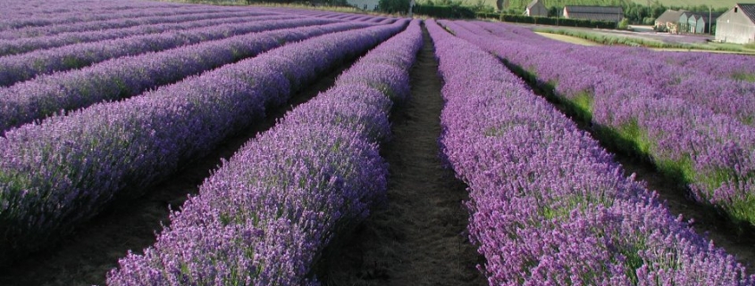 Fields of Lavender in Snowshill, Gloucestershire
